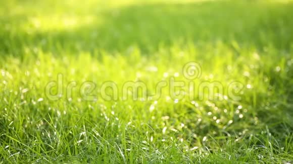 美丽的低野草长而大的散焦镜头绿色的植物随风吹动田野深处春天的草甸视频的预览图