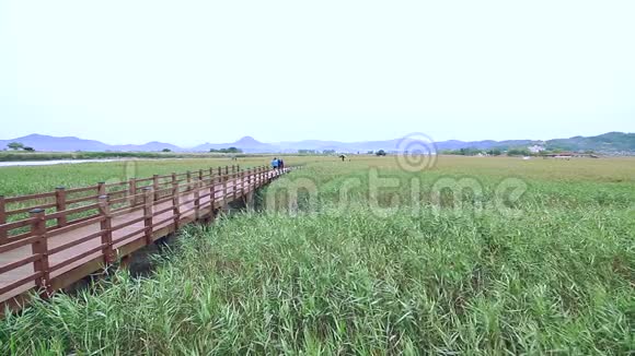 孙川湾湿地芦苇地小径视频的预览图