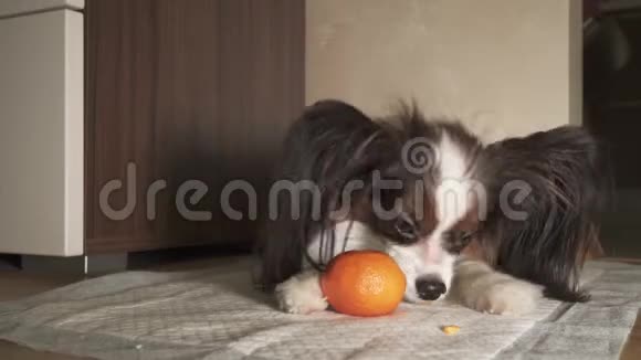 帕皮龙狗试图剥橘皮录像视频的预览图