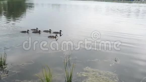 在阳光明媚的日子里小鸭子和小鸭子在池塘里漂浮着视频的预览图