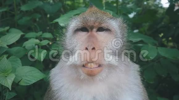 自然环境中滑稽恒河猴的特写肖像慢动作视频的预览图