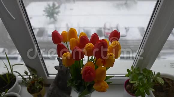 美国短毛猫在冬天的一天在窗户上的郁金香花束附近玩耍视频的预览图