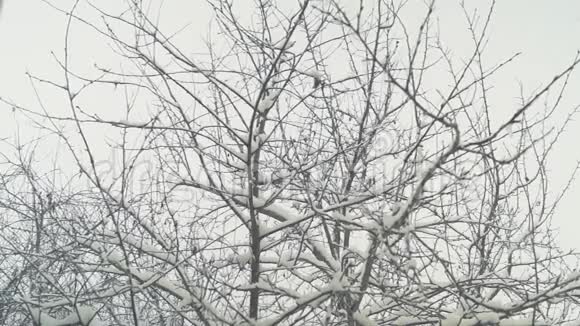窗外的树上落下的雪视频的预览图