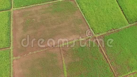 印尼斯拉维市美丽的空中空中稻田景观视频的预览图