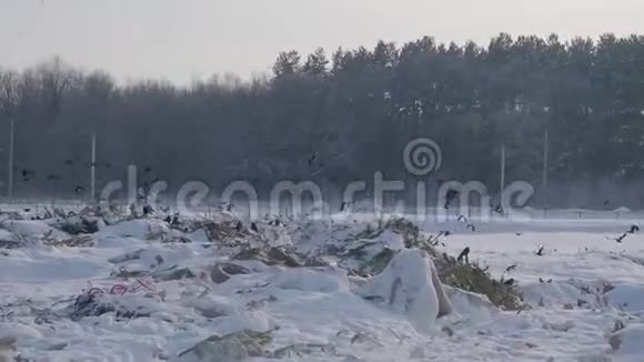 俄罗斯冬季森林垃圾场全景视频的预览图
