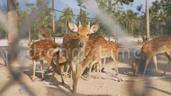 鹿宝宝在国家公园吃食物对抗棕榈视频的预览图