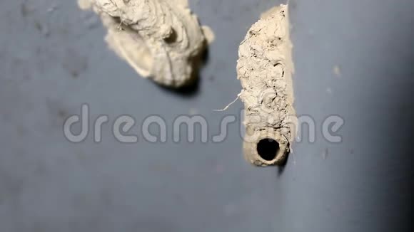 cerianawasp或wasp模仿气垫苍蝇筑巢视频的预览图