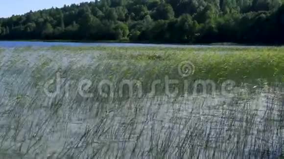 夏季多风天气下的野生湖泊和芦苇视频的预览图
