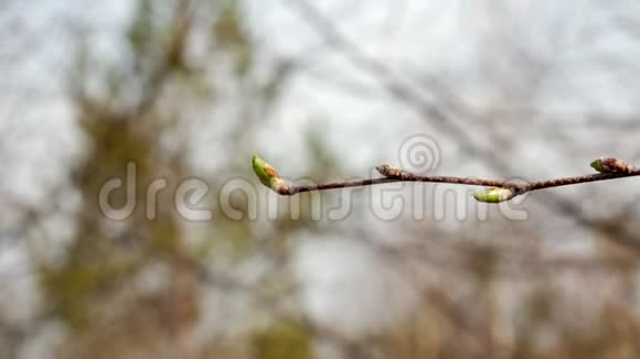 枝的幼桦树芽自然春快关门视频的预览图