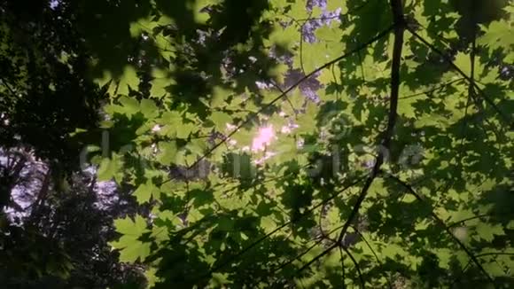 美丽的阳光透过绿色的树叶照进来视频的预览图