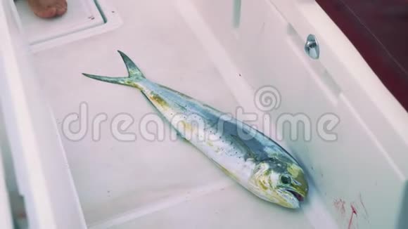 一条死鱼在游艇甲板上滑行视频的预览图