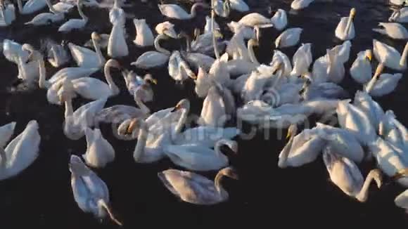 许多野生天鹅在湖上潜水和吃玉米粒晴天4k视频的预览图