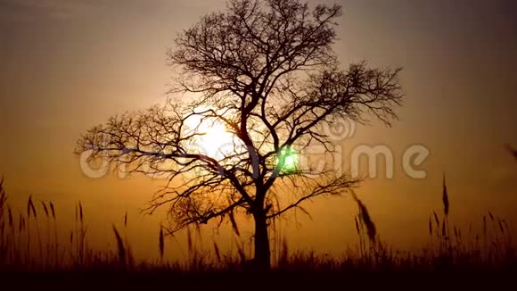 夕阳西下的田野上孤独的树影视频的预览图