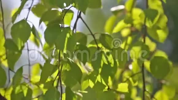 绿桦叶在风中活动视频的预览图
