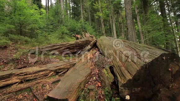 森林里腐烂的树视频的预览图