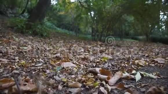慢镜头带着黄叶飞过公园地面视频的预览图