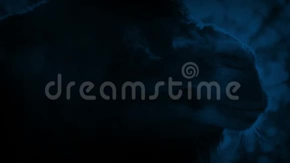 骆驼薄雾在月光下呼吸视频的预览图