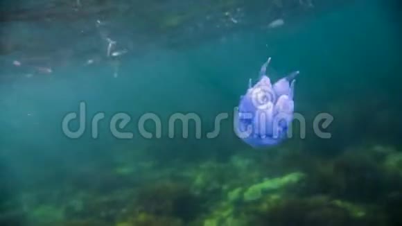 漂浮在水中的蓝色水母视频的预览图