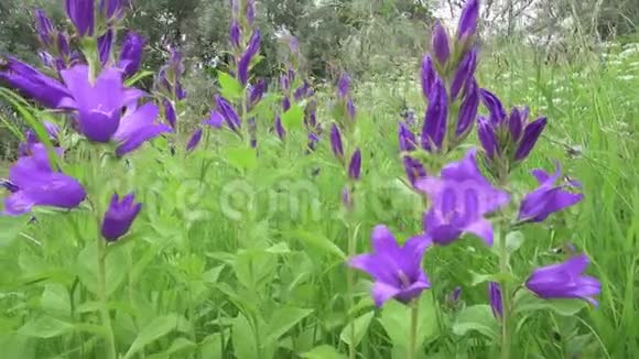 摄像机沿着生长在森林边缘的坎帕努拉的蓝手铃花拉丁视频的预览图