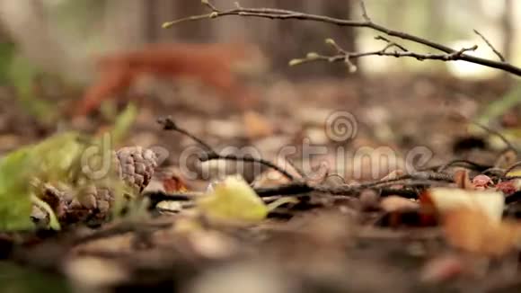 松鼠在秋天的森林里嬉戏视频的预览图