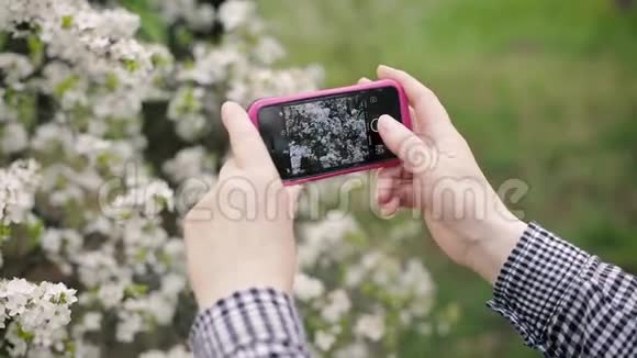 高级女性在智能手机上拍摄一棵开花的树视频的预览图