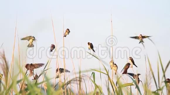 燕子降落在甘蔗灌丛上挥动翅膀视频的预览图