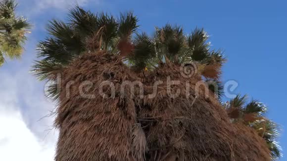 从上到下的全景沙漠中的棕榈树从来没有被砍伐过4K视频的预览图