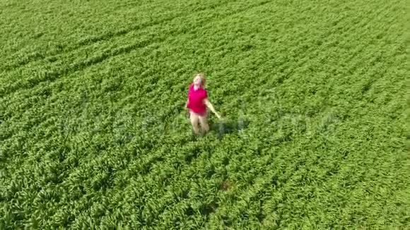 一个美丽的金发女孩正沿着年轻的麦田走着一个穿红色T恤的女人摆在视频的预览图