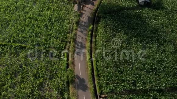 4K航空无人机镜头的年轻夫妇游客骑摩托车在日落时间巴厘岛视频的预览图