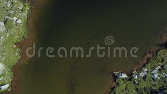 在阳光明媚的夏日在沼泽湖和松树林的上空移动欧洲意大利阿尔卑斯山视频的预览图