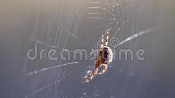 秋天松林中阳光明媚的一天木球蜘蛛在它的网上视频的预览图