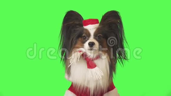 穿着圣诞老人服装的漂亮狗狗帕皮龙正全神贯注地看着绿色背景的镜头录像视频的预览图