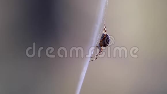 秋天松林中阳光明媚的一天木球蜘蛛在它的网上视频的预览图
