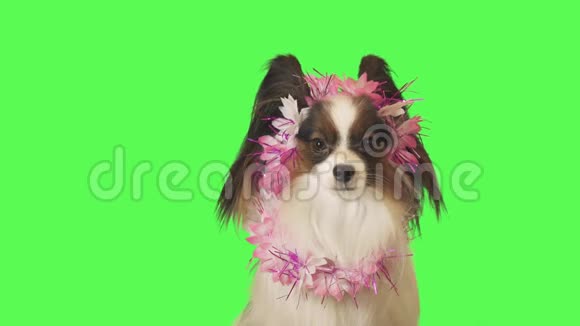 鲜花花环上美丽的狗帕皮龙正专注地看着绿色背景的镜头录像视频的预览图