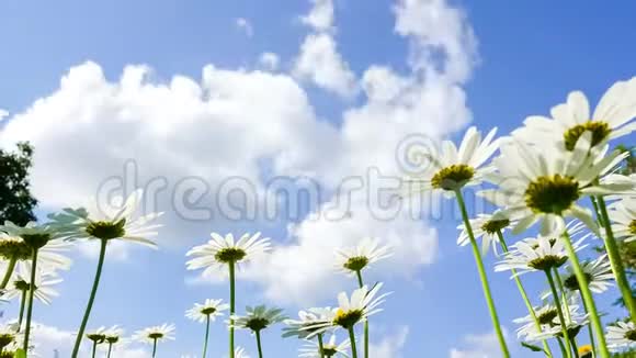蓝天背景下的白色雏菊视频的预览图