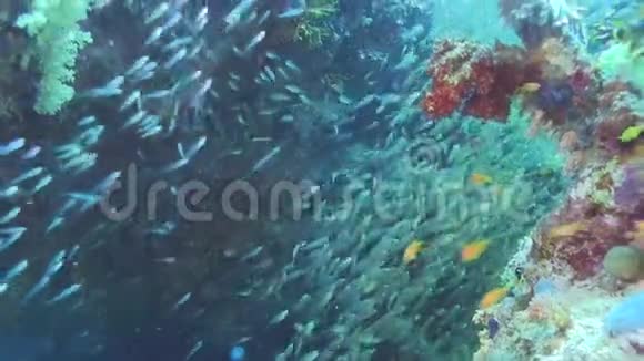 小猪清扫车金色清扫车伞形鱼总是看起来很漂亮的水下视频的预览图