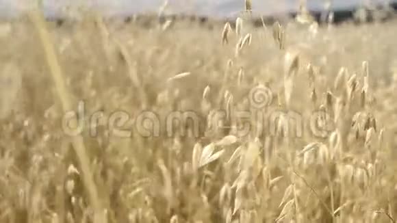 燕麦的波浪田视频的预览图