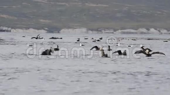南方巨型海燕在水面上视频的预览图