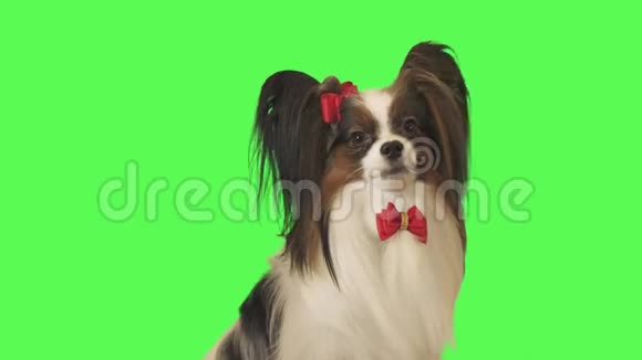 美丽的狗帕皮龙带着红色的蝴蝶结看着镜头在绿色背景的股票视频视频的预览图