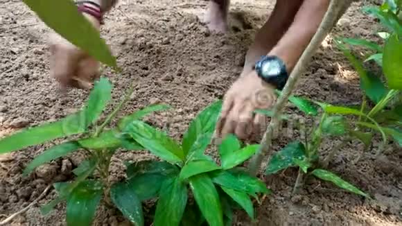柬埔寨人正在村里精心种植小花草和树木视频的预览图