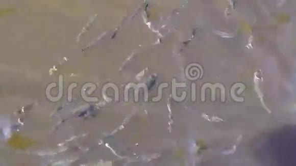 鱼在河里游泳视频的预览图