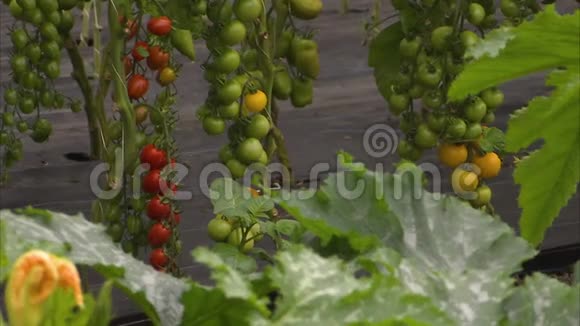 从它的植物中种植西红柿视频的预览图