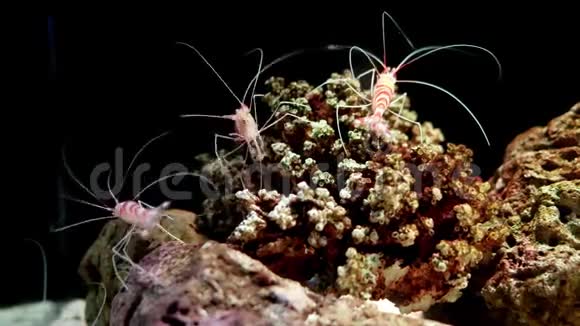 以水生植物为背景在水族馆中特写美丽的虾视频的预览图