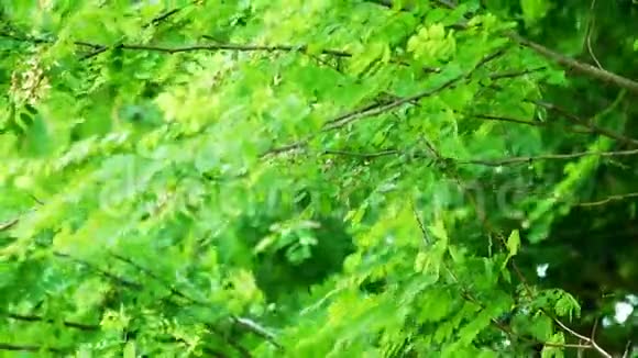 绿枝枝树特写视频的预览图