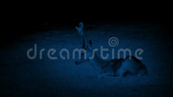 鹿晚上在草地上休息视频的预览图