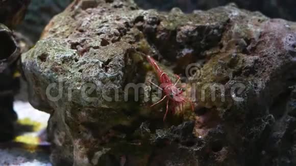 以水生植物为背景在水族馆中特写美丽的虾视频的预览图