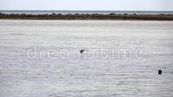 在水面上飞翔的鹭鸟蝴蝶纹视频的预览图