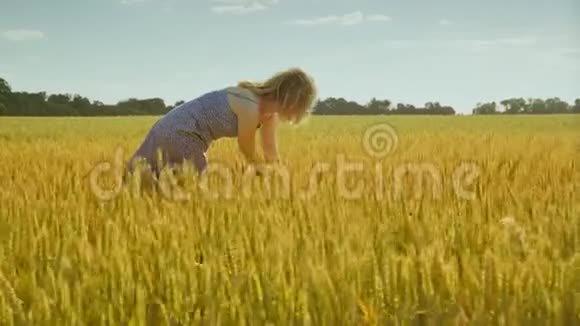 女农艺师看麦穗检查小麦收成的科学家视频的预览图