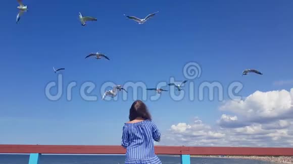 美丽的年轻女子站在码头上喂海鸥海鸥在海边的飞行中喂海鸥喂海鸥视频的预览图