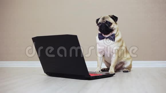 一只可爱的小狗看着笔记本电脑的屏幕穿着蝴蝶看电影视频的预览图